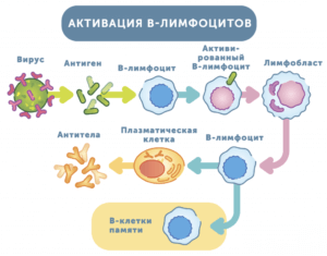 иммунитет