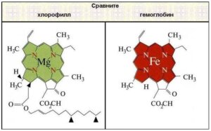 хлорофилл нсп